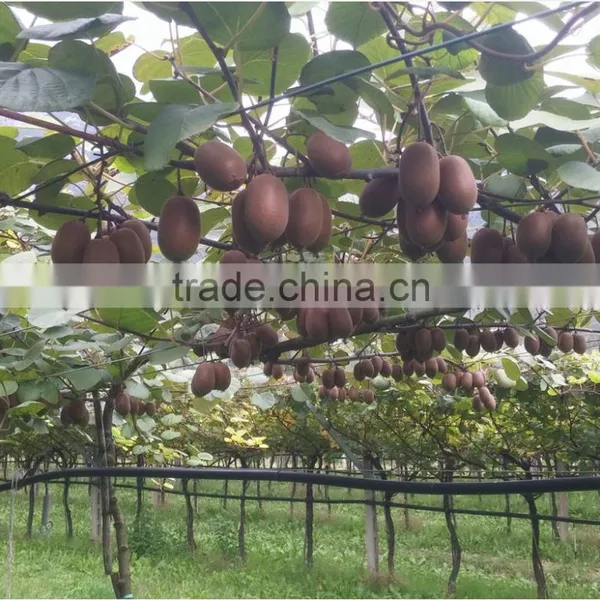Yellow Powdered Fulvic Acid Fertilizer in Agriculture photo-4