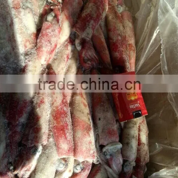 Sea Frozen Squid Loligo photo-2