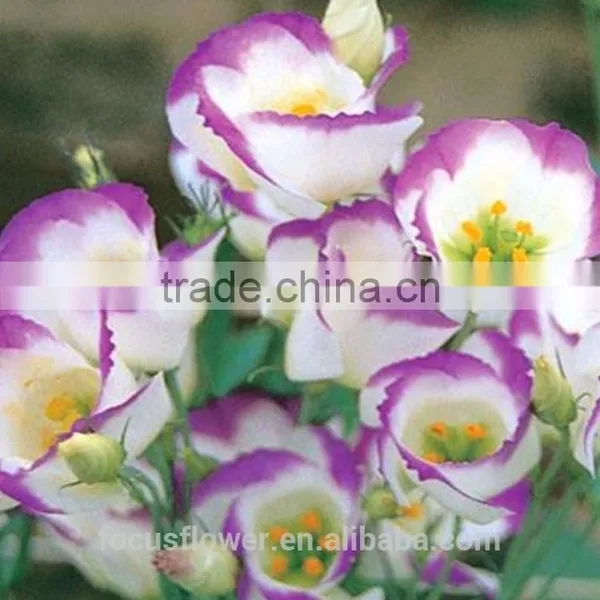 Factory Direct Purple Ring Fresh Cut Eustomas Wholesale photo-6