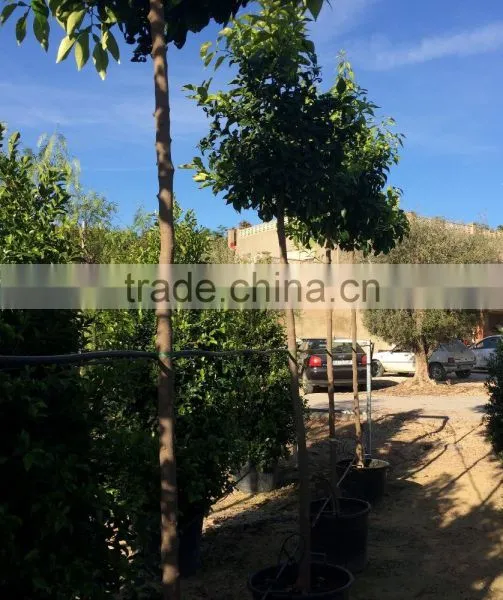 Citrus Aurantium photo-3