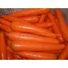 FRESH CARROT