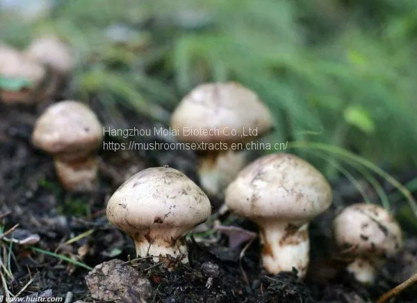 Agaricus Blazei Extract Health Supplement