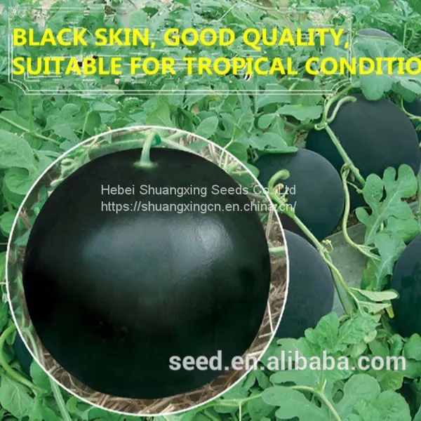 Maria Pure Black Skin Watermelon Hybrid Watermelon Seeds photo-3