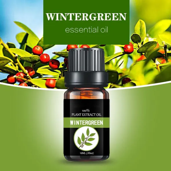 Wintergreen Oil Holly Oil Aromatherapy Essential Oil