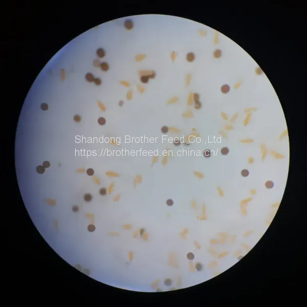 Good Quality High Hatch Rate Premium Bohai BBS Artemia Cysts Brine Shrimp Eggs photo-4