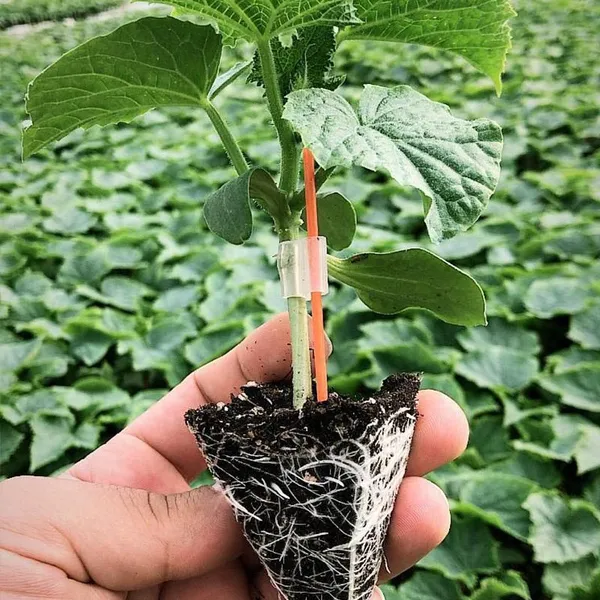 Silicone Grafting Tube Clips Use for Tomato Grafting 1.2-3mm Horticultural Silicone Grafting Clip photo-2