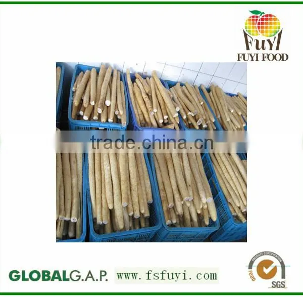 Top Quality Wild Yam, Best Price Dioscorea Opposita