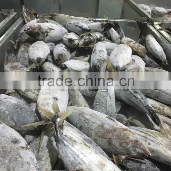 Purse Seine Frozen Skipjack Price photo-2