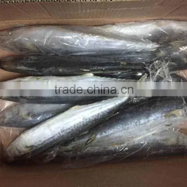 Whole Frozen Spanish Mackerel photo-4