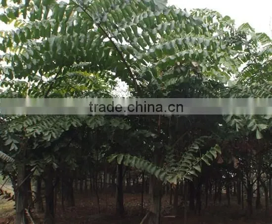 Wholesale Outdoor Decrotive Landscaping Ornamental Palm Caryota Urens L photo-5