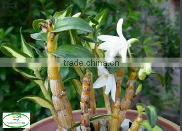 Dendrobium Seedling Nursery photo-3