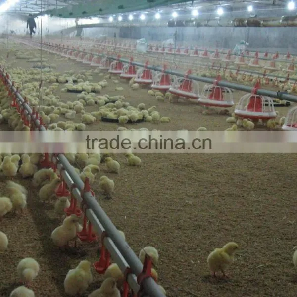 Prefabricated Chicken Poultry Broiler House and Automatic Equipment photo-6