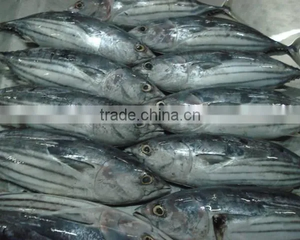Katsuwonus Pelamis photo-2