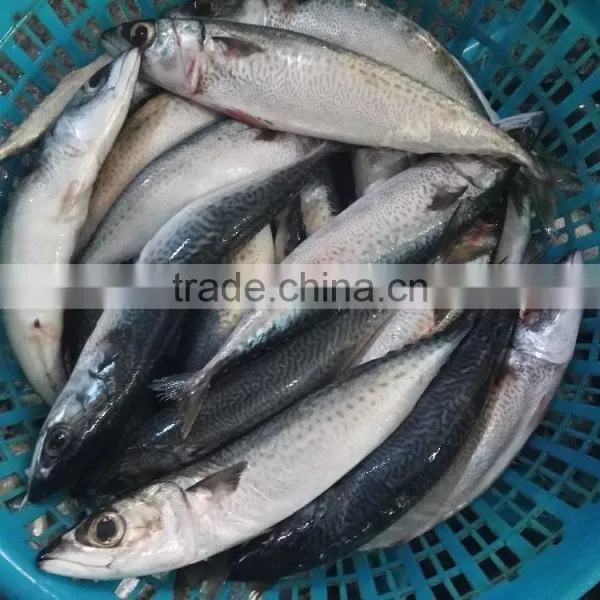 Frozen Pacific Mackerel New Fish photo-4
