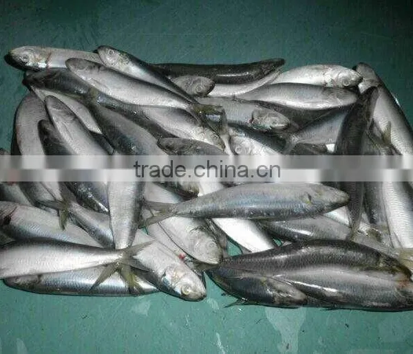 Sardinella Aurita for Bait Frozen Sardines photo-4