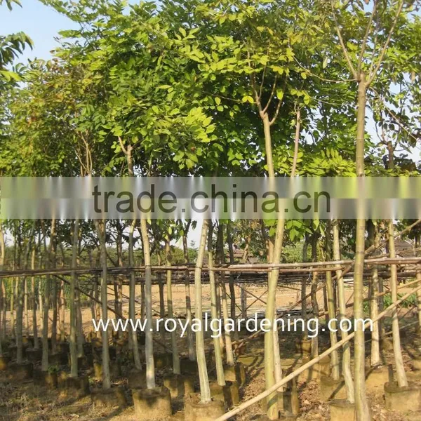 Cassia Fistula Plants for Middle-east Landscaping photo-3