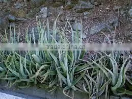 Aloe Vera photo-2