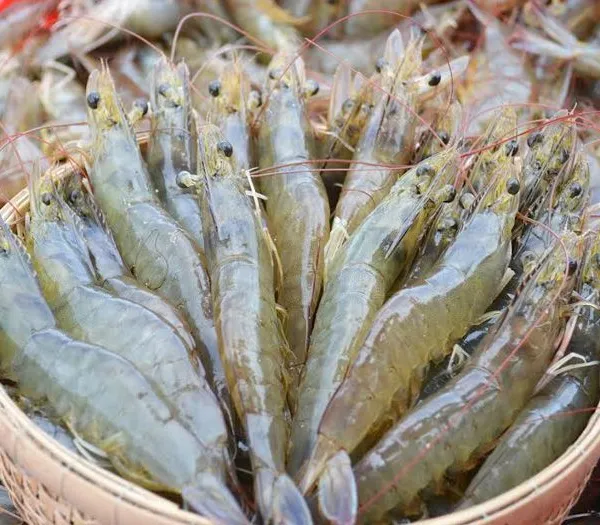 Frozen Vannamei White Shrimp For Sale photo-3