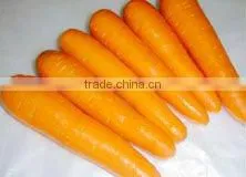 Carrot