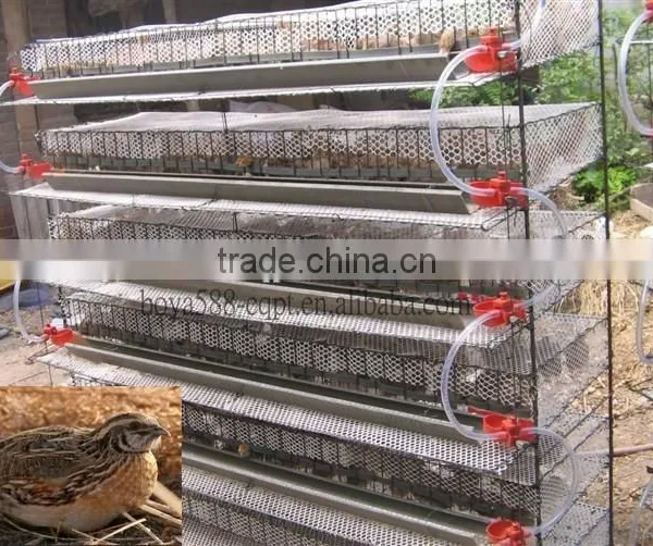 Automatic Quail Layer Cage Systems With Auto Drinker and Feeder photo-2