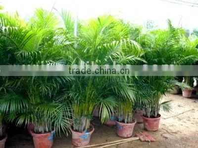 Chrysalidocarpus Lutescens Yellow Butterfly Palm