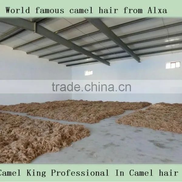 100% Pure Camel Wool From Inner Mongolia