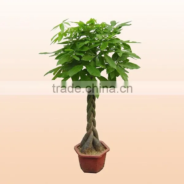 International Flowers Mini Money Tree Bonsai Made in China photo-4