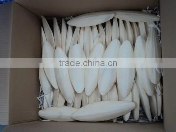 Cuttlefish Bone From Viet Nam With Best Price