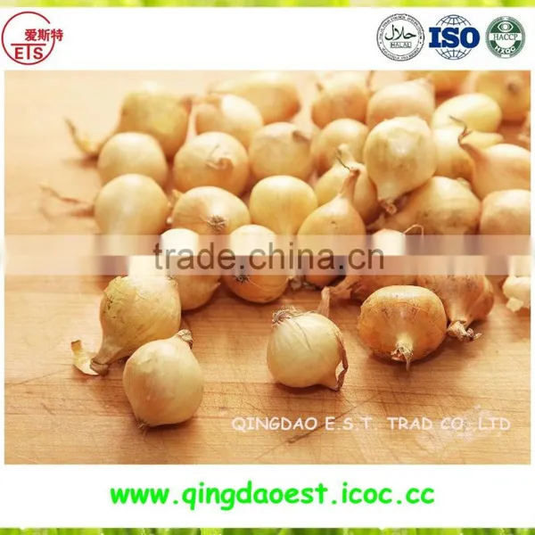 Best Quality Fresh Onion From China photo-6