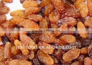 China Dried Sultana Raisin photo-4