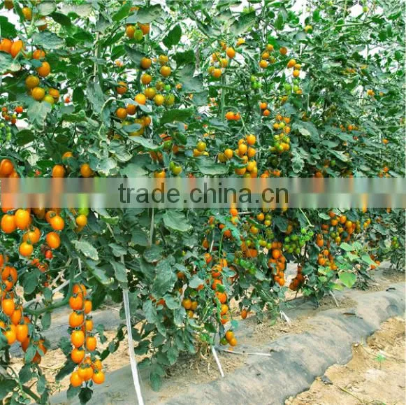 Hybrid High Yield Orange Red Tomato Seeds for Cultivation-Huang He 800 photo-4