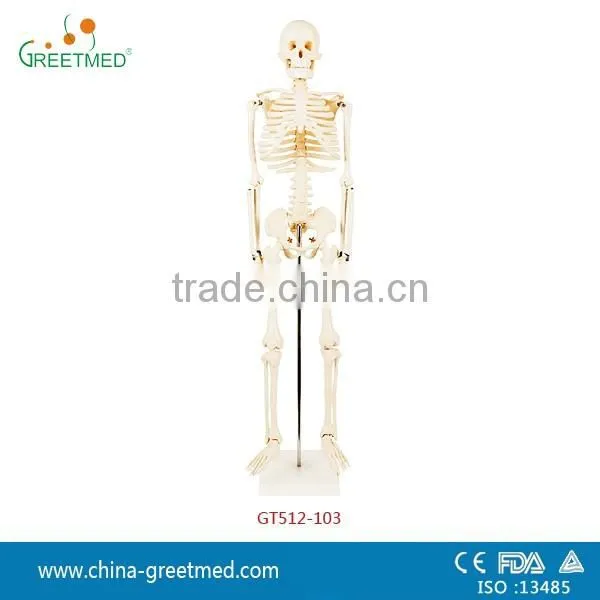 180cm 85cm Pvc Medical Human Skeleton Model photo-2