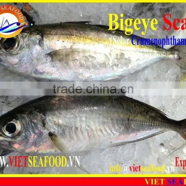 FROZEN BIGEYE SCAD WHOLE ROUND photo-6