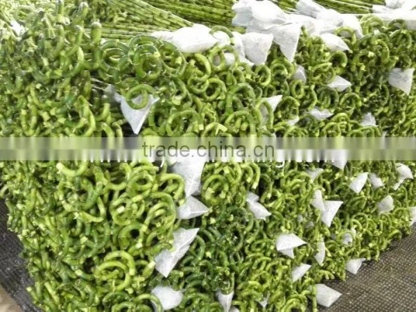 Spiral Lucky Bamboo High 40cm,45cm,50cm,60cm,70cm,80cm,90cm,1m photo-2