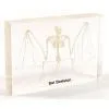 QF Educational Embedded Plastomount Specimen - Bat Skeleton