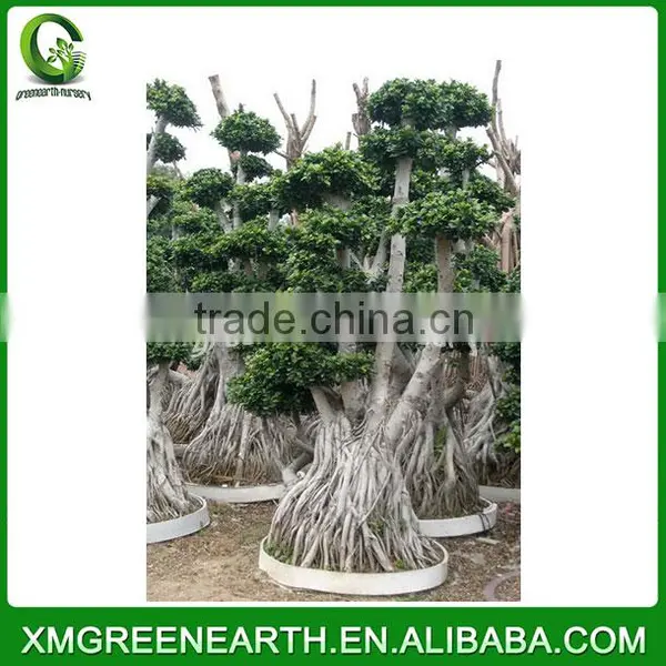 Ficus Microcarpa Multiroots 2m (2) photo-3