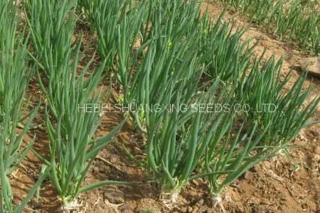 Hot Sell Hybrid Vegetable for Resistance Scallion Seeds Green Chinese Onion Chinese Shallot Seeds photo-4