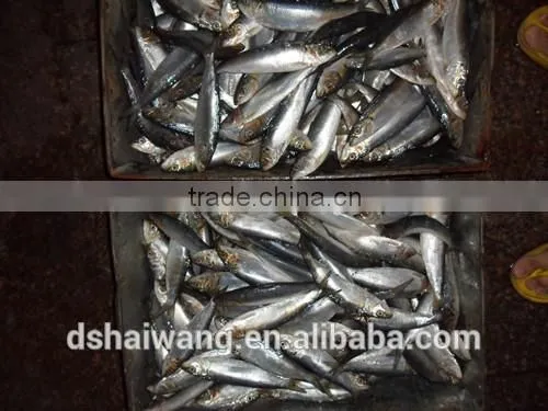 Frozen Sardine Supplier photo-3