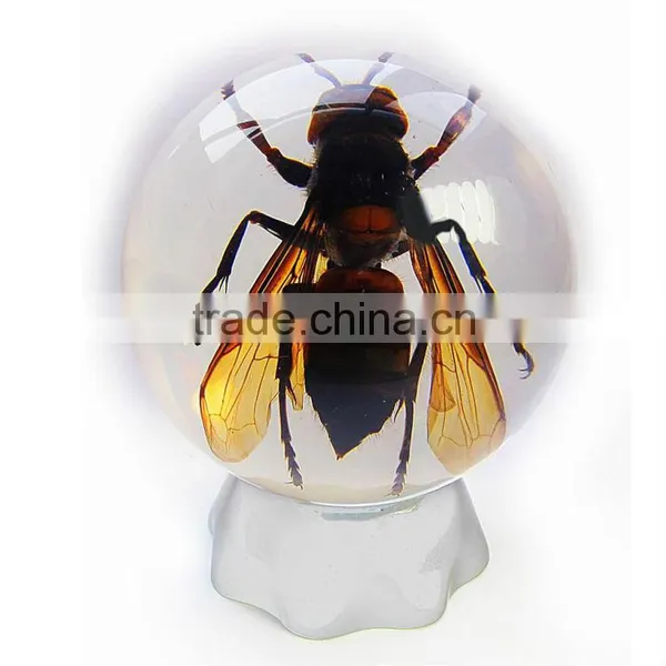 6.0 cm Real Resin Acrylic Marble Ball With Bugs photo-3