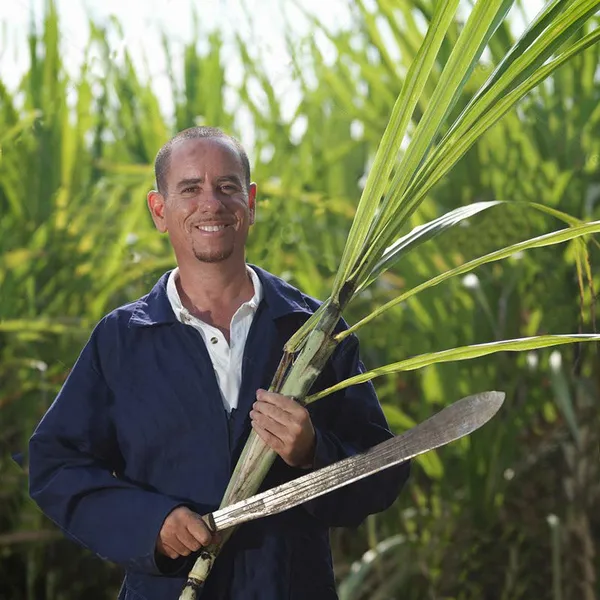 China Manufacturer Heavy Duty Cane Knife for Sugarcane Farm Harvesting and Bulk Wholesale photo-5