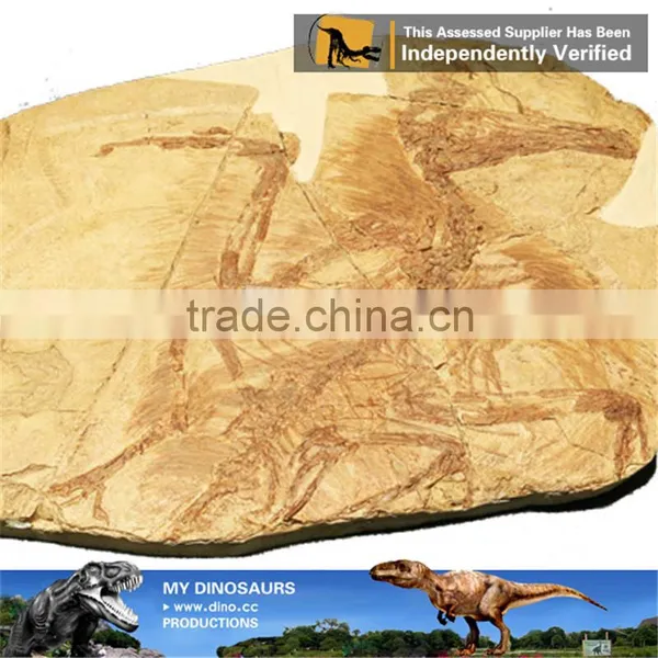 MY Dino-C095 Dinosaur Fossil Specimen for Home Decor photo-5