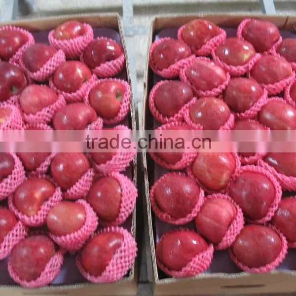 2015 Crop Fresh Red Delicious Apple photo-2