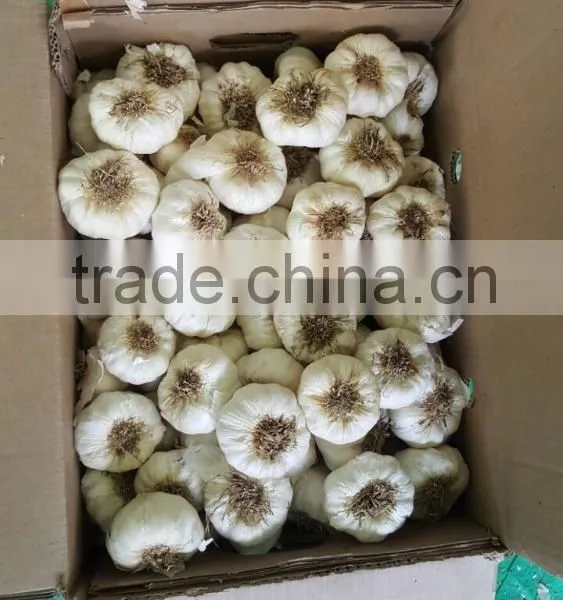 FRESH NORMAL WHITE GARLIC EXPORT 4.5 CM , EGYPT. photo-3