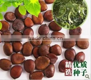 2015 Gleditsia Sinensis Lam Seeds For Growing photo-5