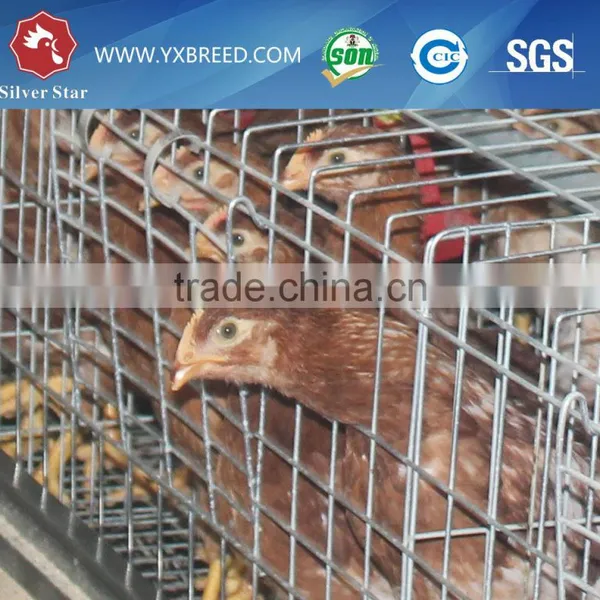 Chicken Breeding Cage for Poultry Farm photo-3