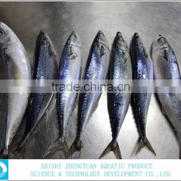 Frozen Fish Frozen Mackerel photo-2