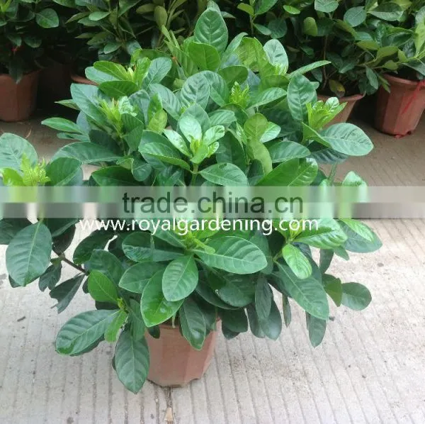 Gardenia Jasminoides Ornamental Plants photo-2