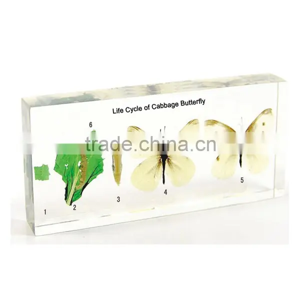 Cabbage Butterfly Specimen