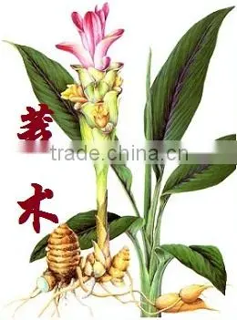 Pure Natural Zedoary Turmeric Oil Essential Oil CAS.NO:977052-57-5 photo-4