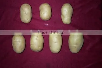 Farm Fresh Potato